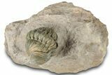 Enrolled Reedops Trilobite Fossil - Atchana, Morocco #312354-1